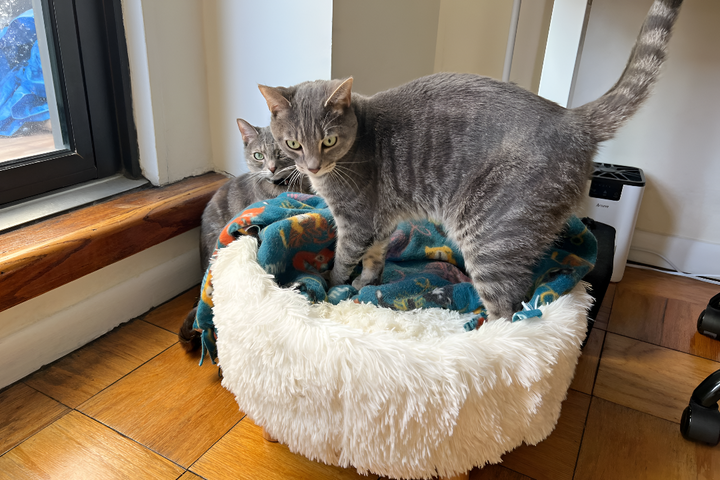 Choosing the Perfect Pet Bed for Your Furry Friend