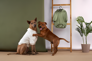 Stylish and Comfortable Pet Clothing Essentials