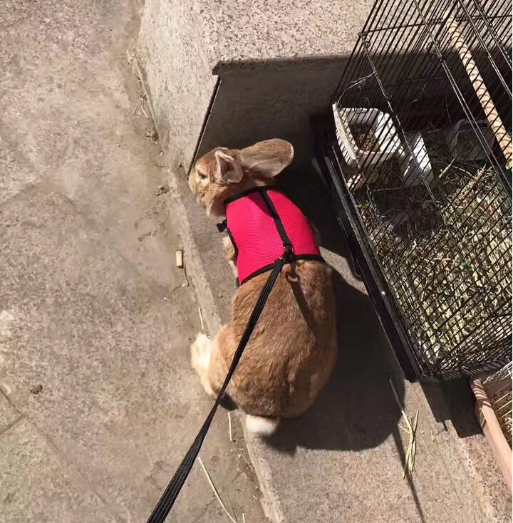 Small Pet Leash for Walking