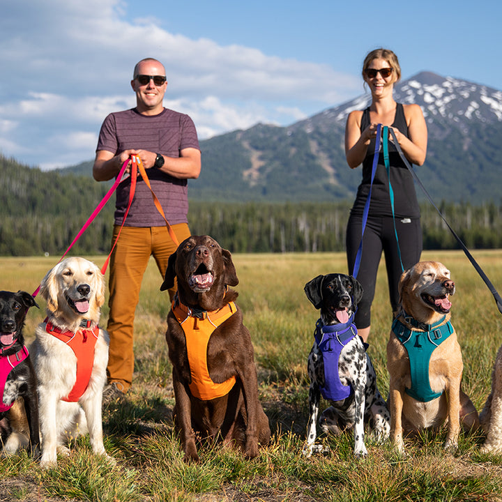 Chest and Back Pet Harness Leash