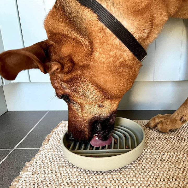 Fashionable Pet Slow Feeding Bowl Simple Design
